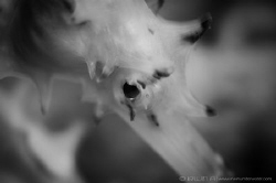 B & W
Thorny/Spiny seahorse (Hippocampus histrix)
Anila... by Irwin Ang 